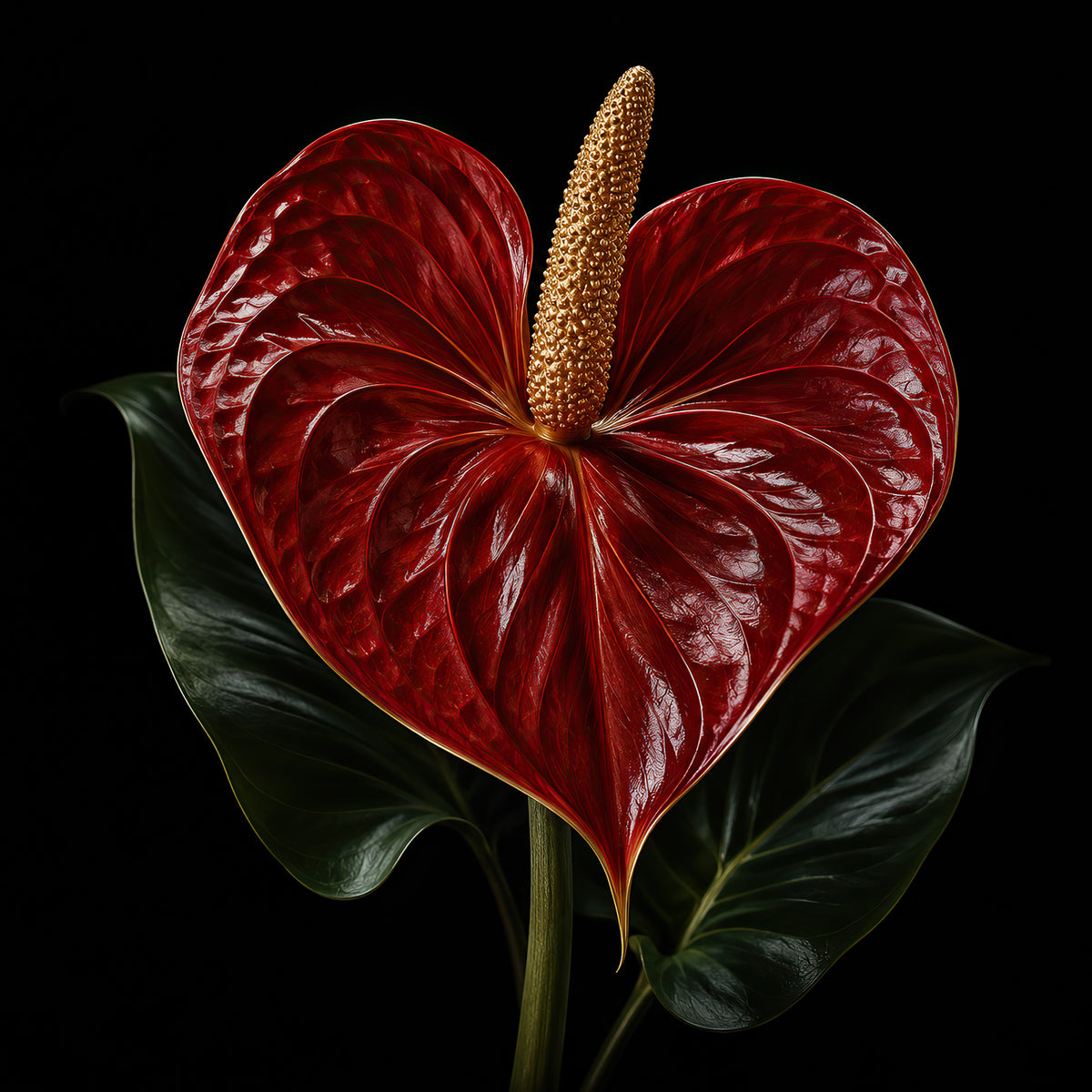 Dieprode anthurium wanddecoratie met gouden bloemkolf op een zwarte achtergrond