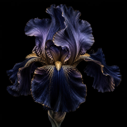 Donkere iris wanddecoratie in diepblauw, zwart en goud met botanische details