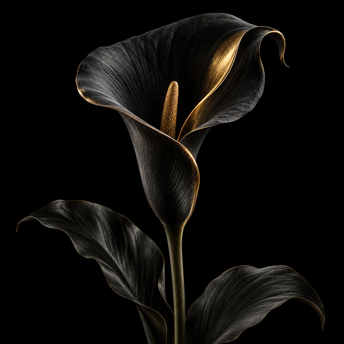 Zwarte calla wanddecoratie met elegante gouden details op een diepzwarte achtergrond uit de ELICEC Botanical Noir collectie